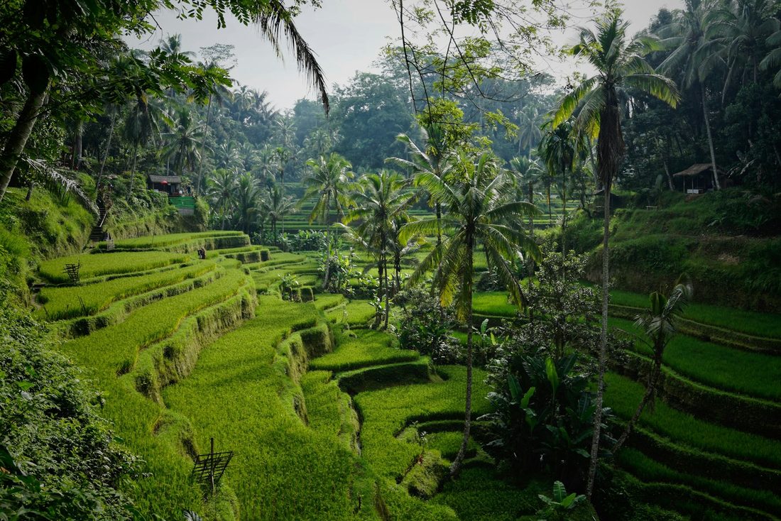 Ubud Jungle Sanctuary